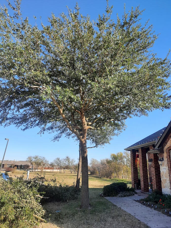 Tree Pruning - Raised Canopy Tree Pruning - Raised Canopy